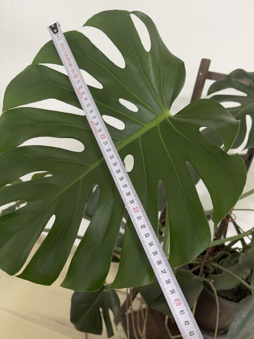 Monstera deliciosa mare