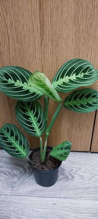 Стайни цветя за продажба!