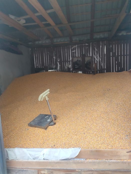 Vând porumb boabe producție 2025