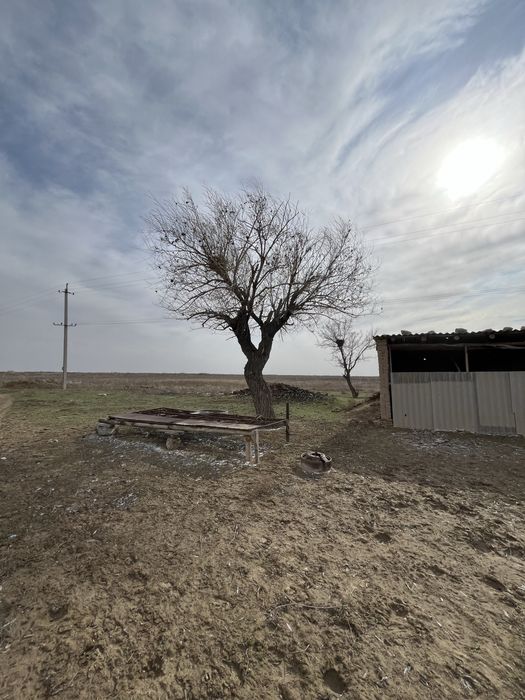 Шорнак Сауран поля