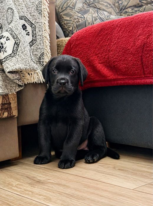 Щенок лабрадора ретривера