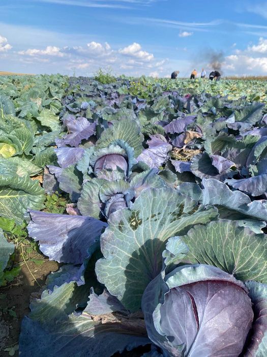 Se vinde angro , varza de buzau