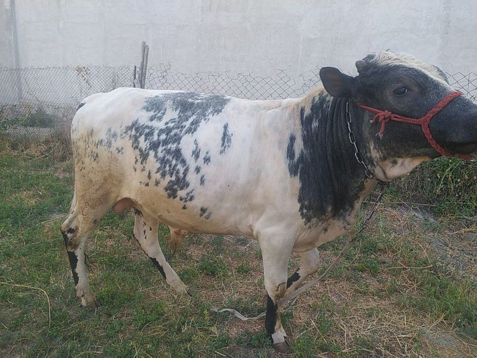 Buqa sotiladi yosh