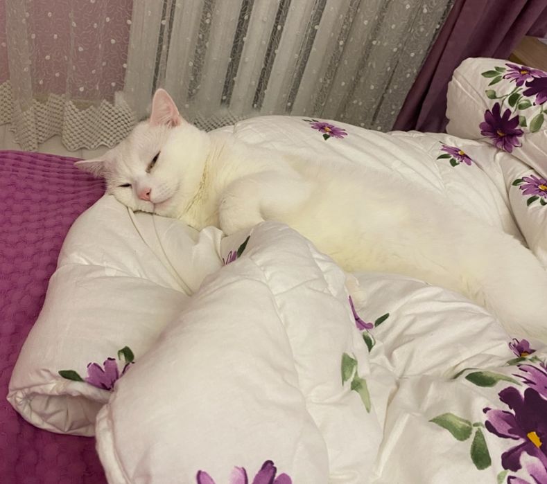 Отдам кота в хорошие руки