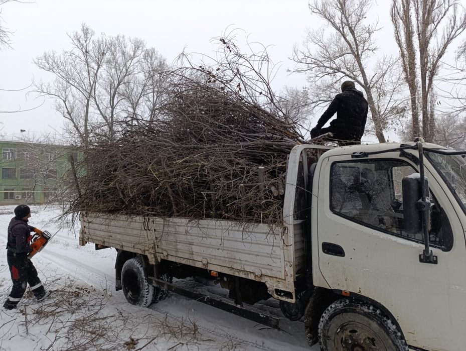 Спил деревьев,Ағаш кесеміз