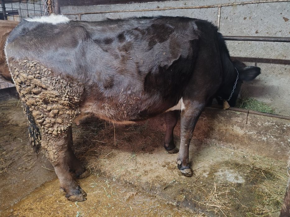 De vanzare vaca de lapte