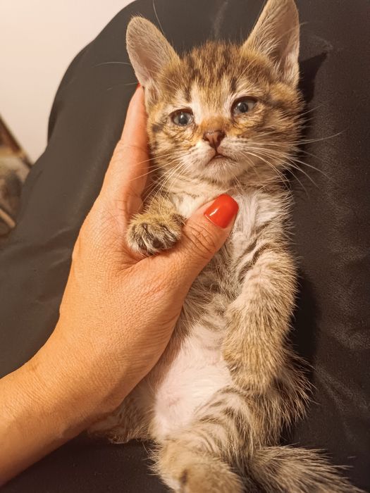 Котенок девочка ,ей 1,5 месяцев