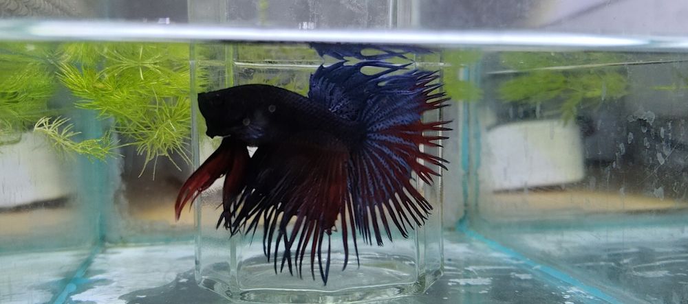 Pesti Betta Splendens Halfmoon Combtail Masculi Femele Acvariu