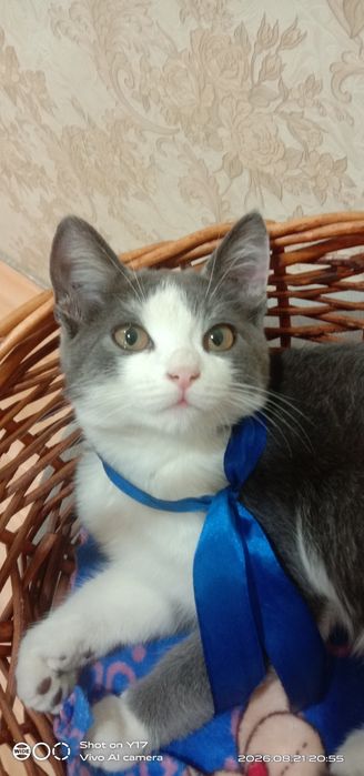 Отдам в хорошие, добрые руки котят!