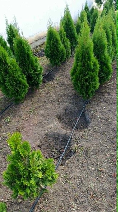 Западна туя Фастигиата / Thuja occidentalis Fastigiata