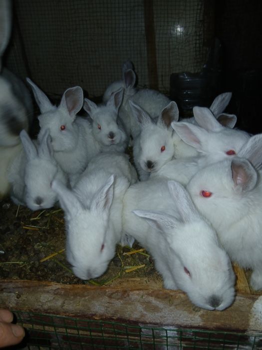 Куёонла сотилади болалари  онаси великан  отаси Калифорни