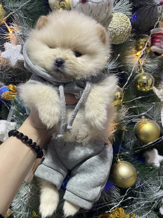 Щенки  шпица  на  бронь