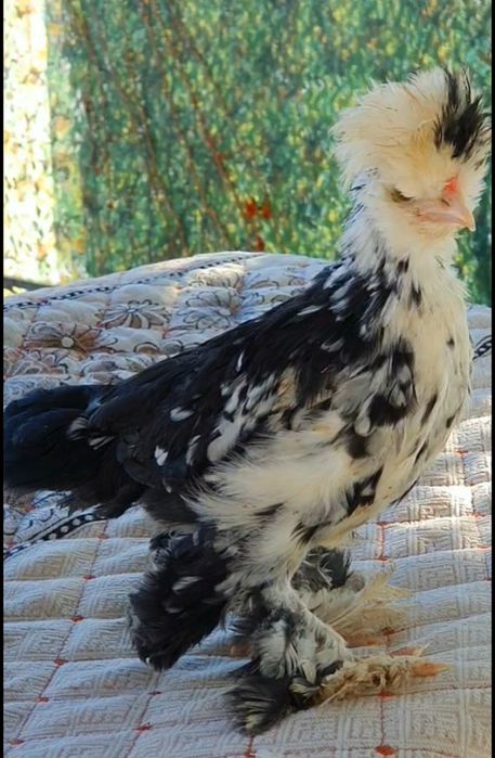 Султанка балапандары