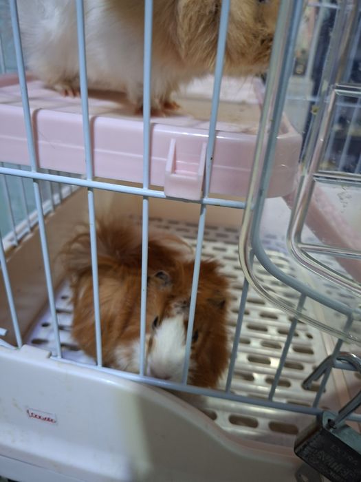 Морские свинки .С клеткой