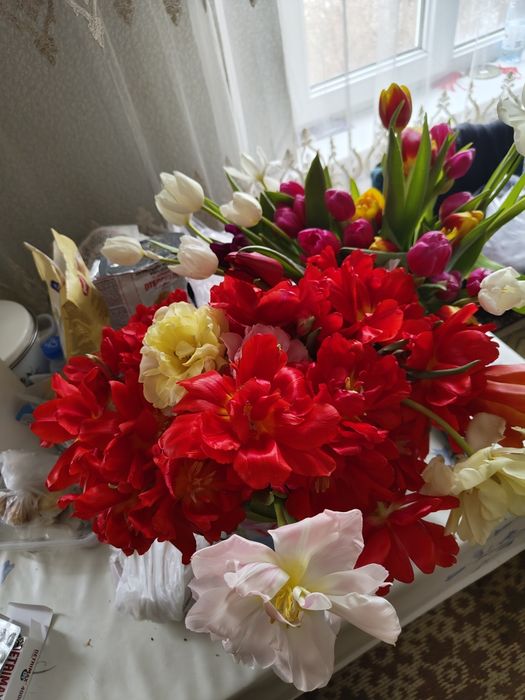 Продам тюльпаны 200 шт