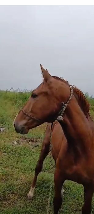 Жеребец от дончака 2х летка (кунан)