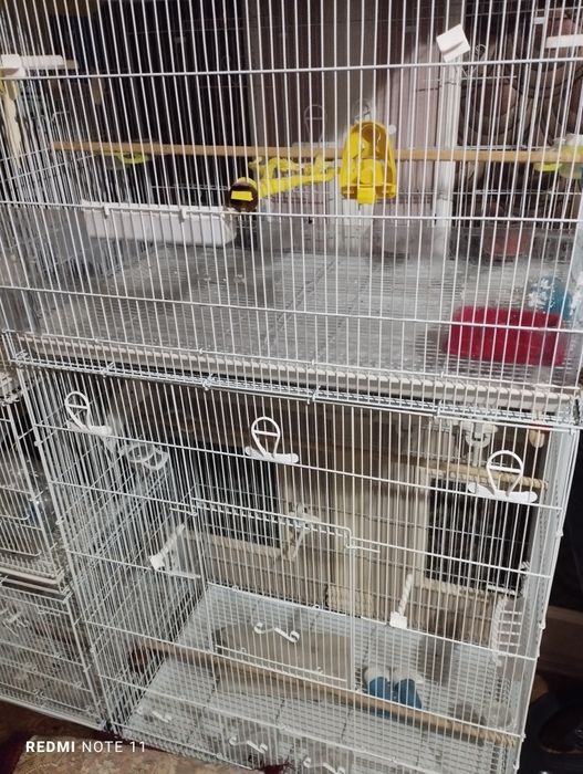 Кушлар учун кафас сотилади. Ахволи Зур  Зур.