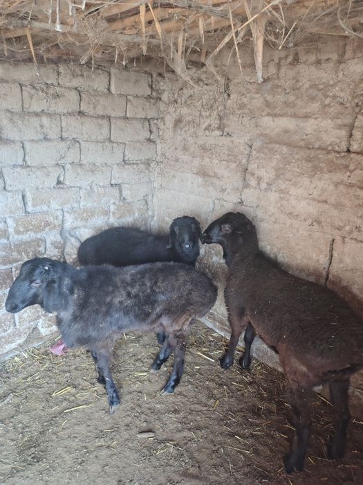 Тоқты қошқарлар сатылады