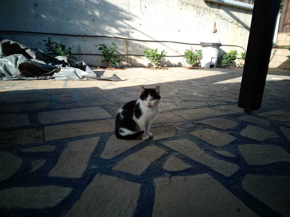 Подарявам няколко котета