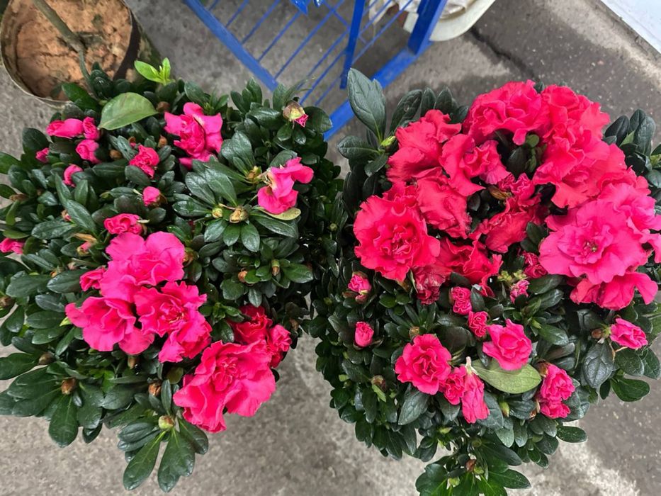 Красавица азалия галандская с пышными цветами