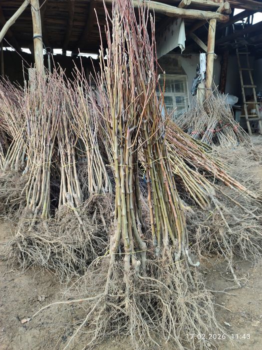 Кўчатлар мевали !