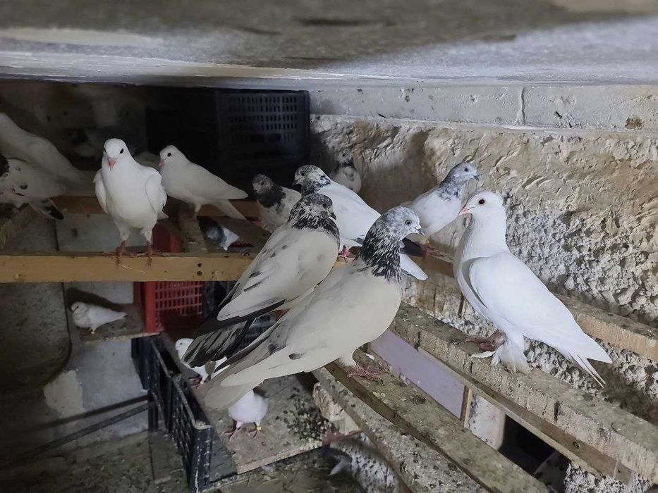 Продам Молодых ИНДОПАКИСТАНСКИХ Высоко-Лётно игровых голубей