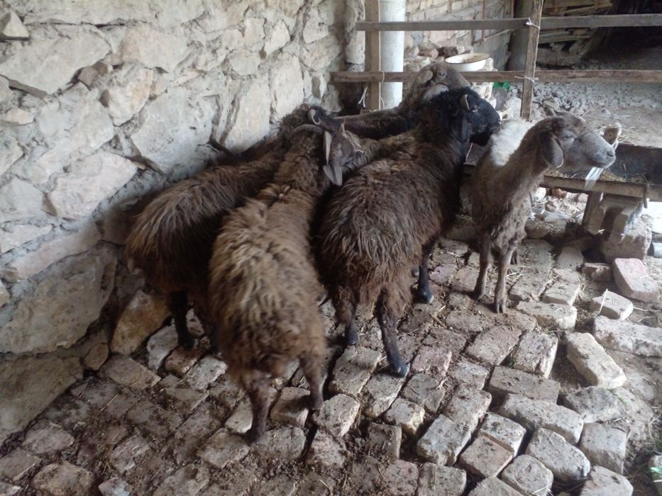 Кочкорлар сотилади