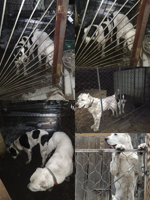 Щенки будущие тяжи.