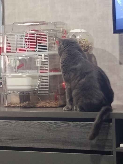 Хомяк с коттеджем