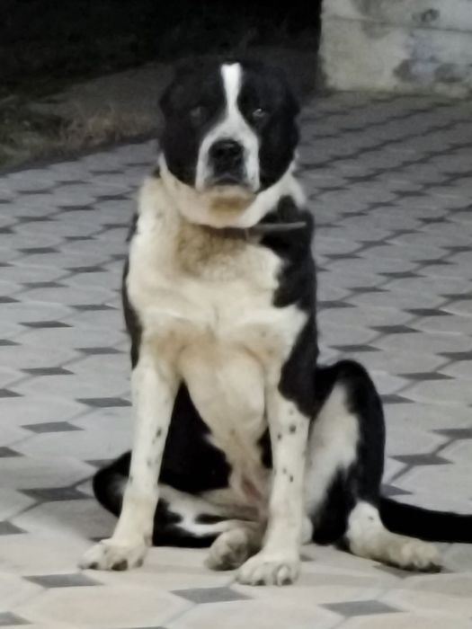 Алабай бойцовая дерзкий