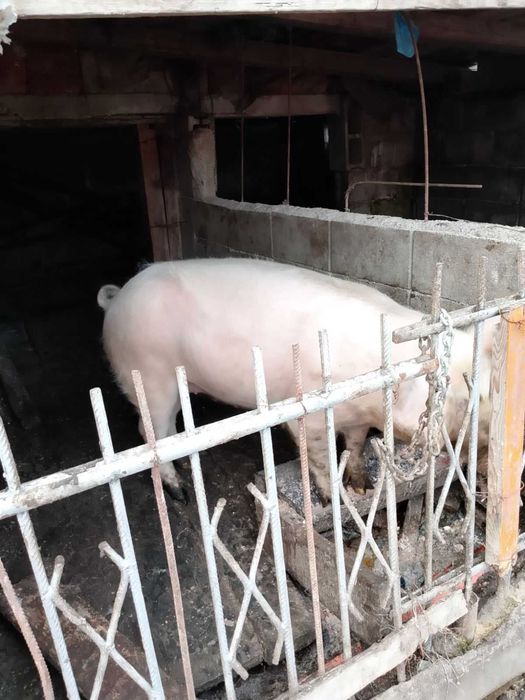 Прасета средни по