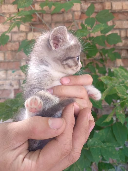 Отдадим котят в добрые руки