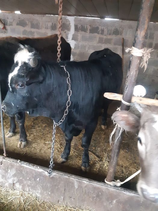 Домашний Бычок  1,2