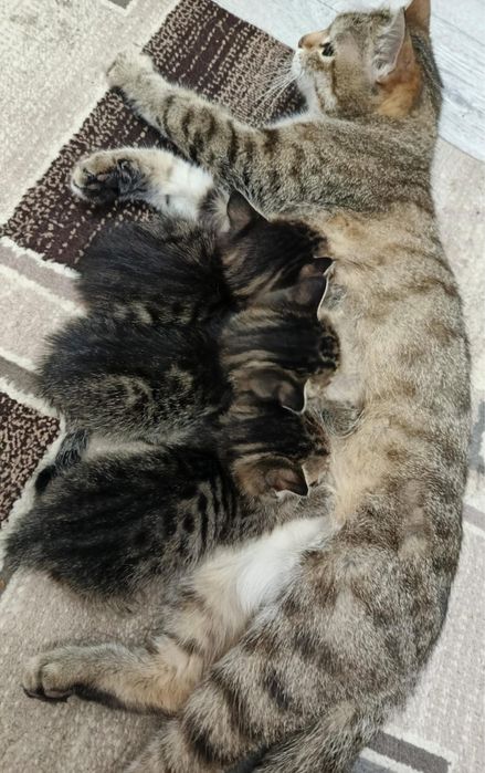 Котят отдам в добрые рук