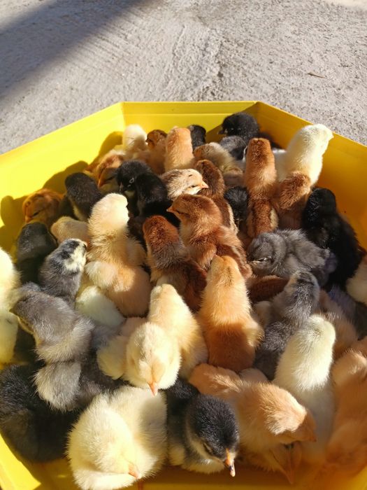 pui de vânzare țărănești