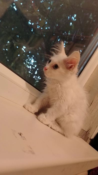 Отдам в добрые руки котёнка