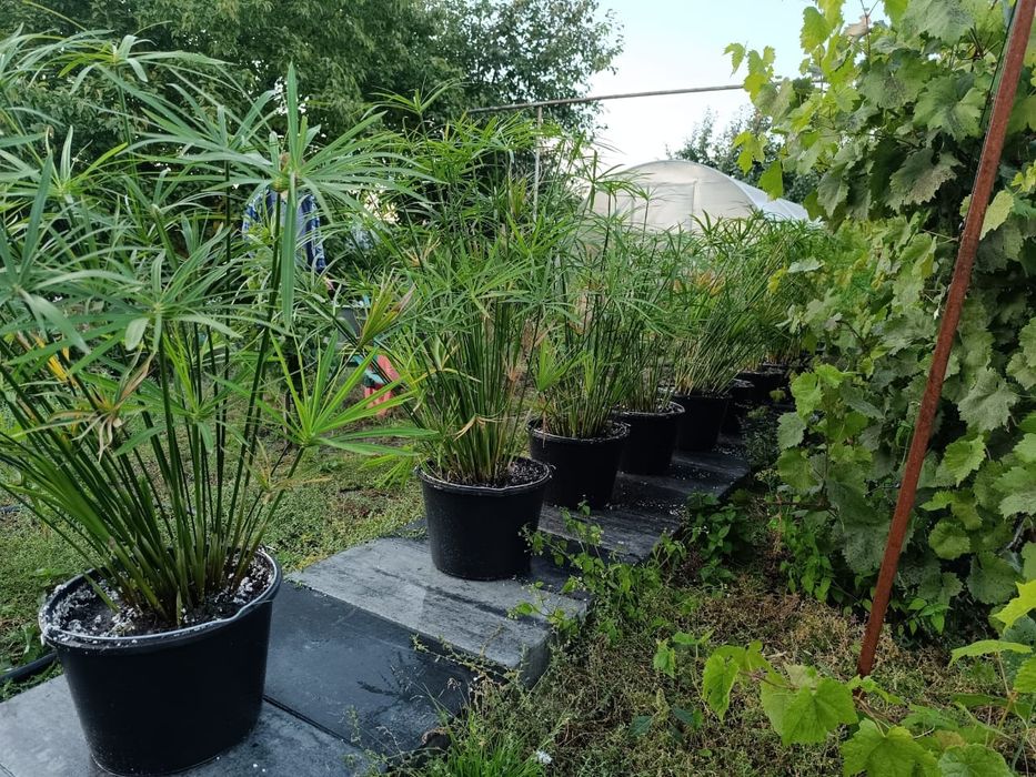 Продам циперус комнатный цветок.