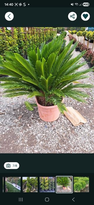 Magnolie grandiflora