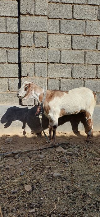 Коза ешкі породисты