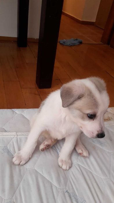 Заглавие: Сладко кученце търси нов дом