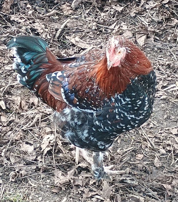 Cocoșei de prăsilă