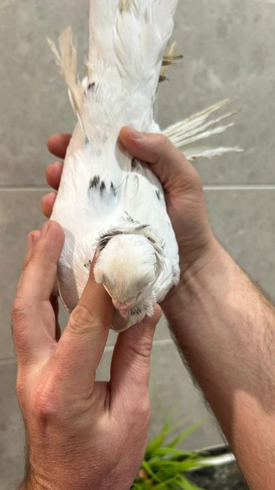 Продам молодого челкаря