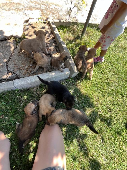 Подаряват се кученца
