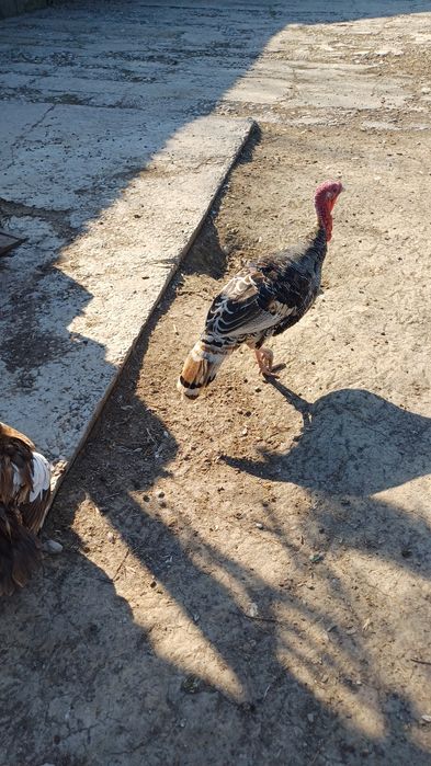 Индюк 1жас еркек