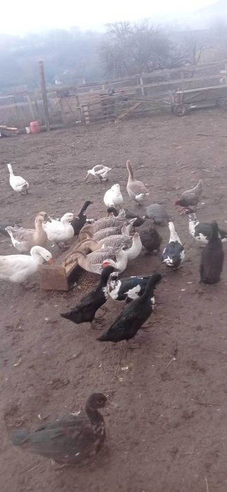 De vânzare rate mute și gaste