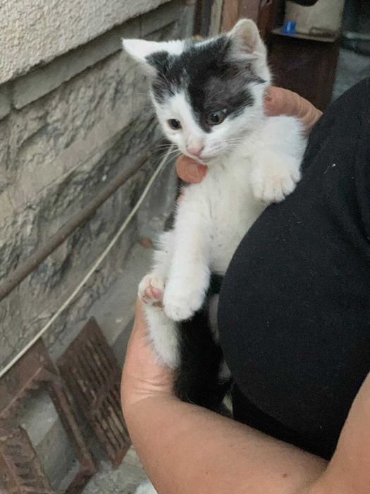 Подаряваме котенца