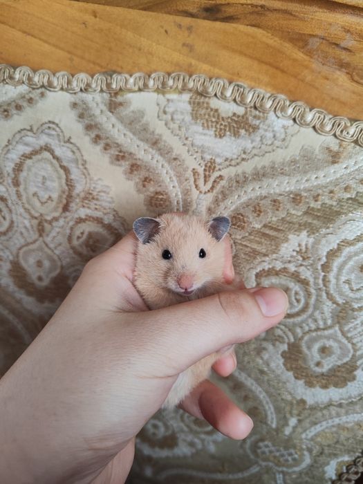 Хомяк сирийскийй