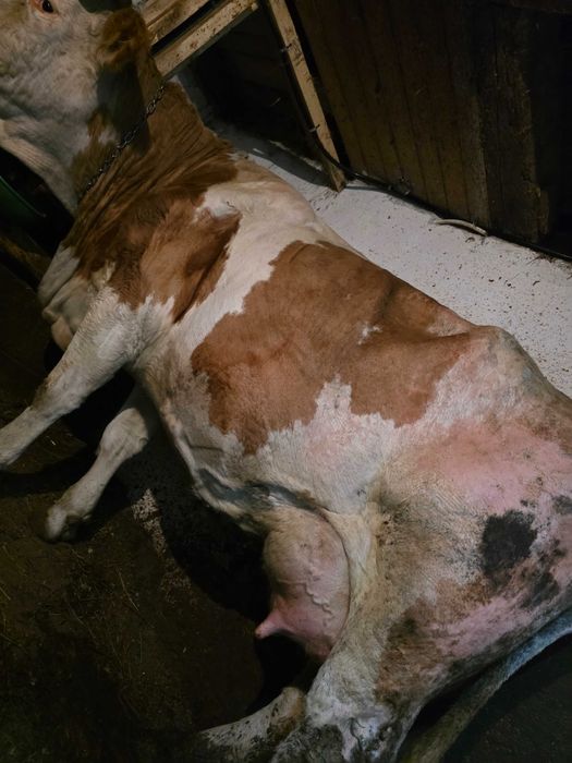 Vacă fătată recent