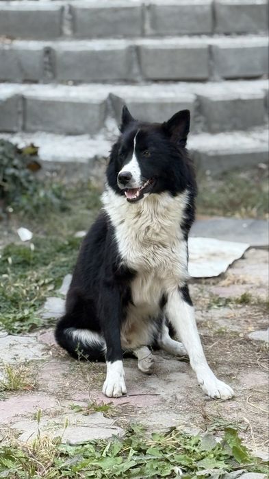 Потерялась собака