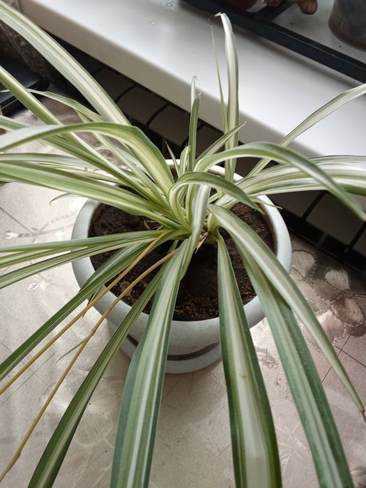 Продам цветы не дорого